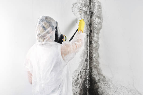 Best Basement water damage restoration  in Orland Park, IL