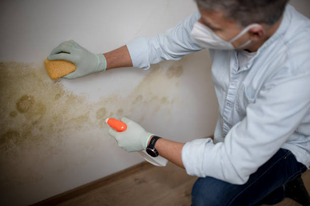 Best Mold removal after water damage  in Orland Park, IL